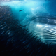 Image for article titled These Are the Best Wildlife Photographs of 2015
